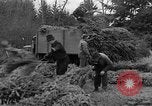 Immagine di Abeti Washington State United States USA, 1938, secondo 16 filmato di repertorio 65675050145