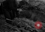 Immagine di Abeti Washington State United States USA, 1938, secondo 17 filmato di repertorio 65675050145