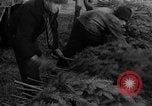 Immagine di Abeti Washington State United States USA, 1938, secondo 19 filmato di repertorio 65675050145