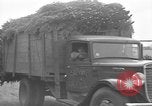 Immagine di Abeti Washington State United States USA, 1938, secondo 20 filmato di repertorio 65675050145