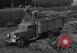 Immagine di Abeti Washington State United States USA, 1938, secondo 23 filmato di repertorio 65675050145