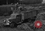 Immagine di Abeti Washington State United States USA, 1938, secondo 24 filmato di repertorio 65675050145