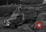 Immagine di Abeti Washington State United States USA, 1938, secondo 25 filmato di repertorio 65675050145
