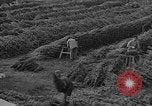 Immagine di Abeti Washington State United States USA, 1938, secondo 26 filmato di repertorio 65675050145