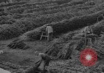 Immagine di Abeti Washington State United States USA, 1938, secondo 27 filmato di repertorio 65675050145