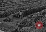 Immagine di Abeti Washington State United States USA, 1938, secondo 28 filmato di repertorio 65675050145