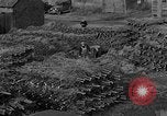 Immagine di Abeti Washington State United States USA, 1938, secondo 39 filmato di repertorio 65675050145