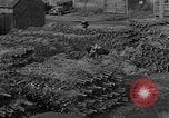 Immagine di Abeti Washington State United States USA, 1938, secondo 40 filmato di repertorio 65675050145