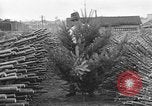 Immagine di Abeti Washington State United States USA, 1938, secondo 42 filmato di repertorio 65675050145