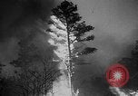Image of forest fire New Jersey United States USA, 1951, second 40 stock footage video 65675050154