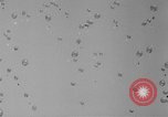Image of Princess Juliana Holland Netherlands, 1949, second 33 stock footage video 65675050160