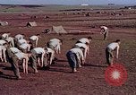 Image of American 15th Infantry Troops Casablanca Morocco, 1942, second 13 stock footage video 65675050218