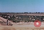 Standbild landwirtschaftlichen Tätigkeiten United States USA, 1942, aus Sekunde 22 historischem Filmmaterial Videoclip 65675050277