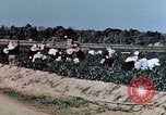 Standbild landwirtschaftlichen Tätigkeiten United States USA, 1942, aus Sekunde 28 historischem Filmmaterial Videoclip 65675050277