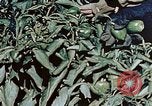 Standbild landwirtschaftlichen Tätigkeiten United States USA, 1942, aus Sekunde 57 historischem Filmmaterial Videoclip 65675050277