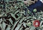 Standbild landwirtschaftlichen Tätigkeiten United States USA, 1942, aus Sekunde 58 historischem Filmmaterial Videoclip 65675050277