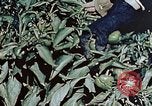 Standbild landwirtschaftlichen Tätigkeiten United States USA, 1942, aus Sekunde 59 historischem Filmmaterial Videoclip 65675050277