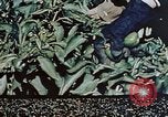 Standbild landwirtschaftlichen Tätigkeiten United States USA, 1942, aus Sekunde 60 historischem Filmmaterial Videoclip 65675050277