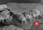 Standbild Blumenkohl Geysir Wyoming United States USA, 1936, aus Sekunde 23 historischem Filmmaterial Videoclip 65675050283