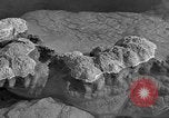 Standbild Blumenkohl Geysir Wyoming United States USA, 1936, aus Sekunde 24 historischem Filmmaterial Videoclip 65675050283