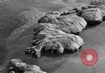 Standbild Blumenkohl Geysir Wyoming United States USA, 1936, aus Sekunde 26 historischem Filmmaterial Videoclip 65675050283