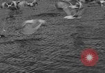 Image of tourists and wildlife Wyoming United States USA, 1936, second 15 stock footage video 65675050294