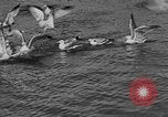 Image of tourists and wildlife Wyoming United States USA, 1936, second 16 stock footage video 65675050294