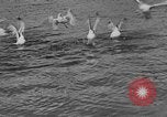 Image of tourists and wildlife Wyoming United States USA, 1936, second 18 stock footage video 65675050294