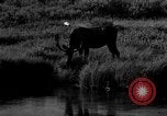 Image of tourists and wildlife Wyoming United States USA, 1936, second 41 stock footage video 65675050294