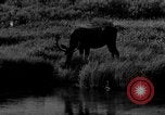 Image of tourists and wildlife Wyoming United States USA, 1936, second 42 stock footage video 65675050294
