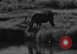 Image of tourists and wildlife Wyoming United States USA, 1936, second 43 stock footage video 65675050294