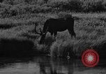 Image of tourists and wildlife Wyoming United States USA, 1936, second 44 stock footage video 65675050294