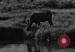 Image of tourists and wildlife Wyoming United States USA, 1936, second 45 stock footage video 65675050294