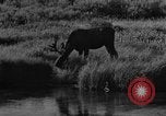 Image of tourists and wildlife Wyoming United States USA, 1936, second 46 stock footage video 65675050294