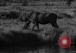 Image of tourists and wildlife Wyoming United States USA, 1936, second 47 stock footage video 65675050294