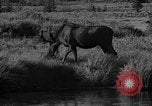 Image of tourists and wildlife Wyoming United States USA, 1936, second 48 stock footage video 65675050294
