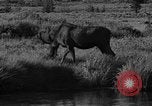 Image of tourists and wildlife Wyoming United States USA, 1936, second 49 stock footage video 65675050294