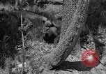 Image of tourists and wildlife Wyoming United States USA, 1936, second 50 stock footage video 65675050294