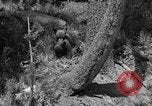 Image of tourists and wildlife Wyoming United States USA, 1936, second 51 stock footage video 65675050294