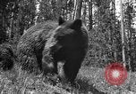 Image of tourists and wildlife Wyoming United States USA, 1936, second 55 stock footage video 65675050294