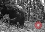 Image of tourists and wildlife Wyoming United States USA, 1936, second 56 stock footage video 65675050294