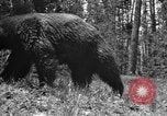 Image of tourists and wildlife Wyoming United States USA, 1936, second 57 stock footage video 65675050294