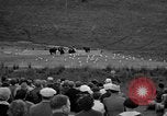 Image of Grizzly bears Wyoming United States USA, 1936, second 7 stock footage video 65675050299