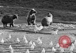 Image of Grizzly bears Wyoming United States USA, 1936, second 12 stock footage video 65675050299