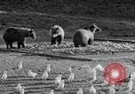 Image of Grizzly bears Wyoming United States USA, 1936, second 13 stock footage video 65675050299