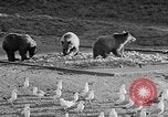 Image of Grizzly bears Wyoming United States USA, 1936, second 14 stock footage video 65675050299