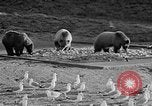 Image of Grizzly bears Wyoming United States USA, 1936, second 15 stock footage video 65675050299