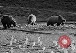 Image of Grizzly bears Wyoming United States USA, 1936, second 16 stock footage video 65675050299
