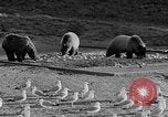 Image of Grizzly bears Wyoming United States USA, 1936, second 17 stock footage video 65675050299