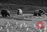 Image of Grizzly bears Wyoming United States USA, 1936, second 18 stock footage video 65675050299